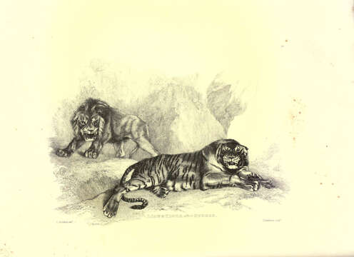 Image of Pantherinae