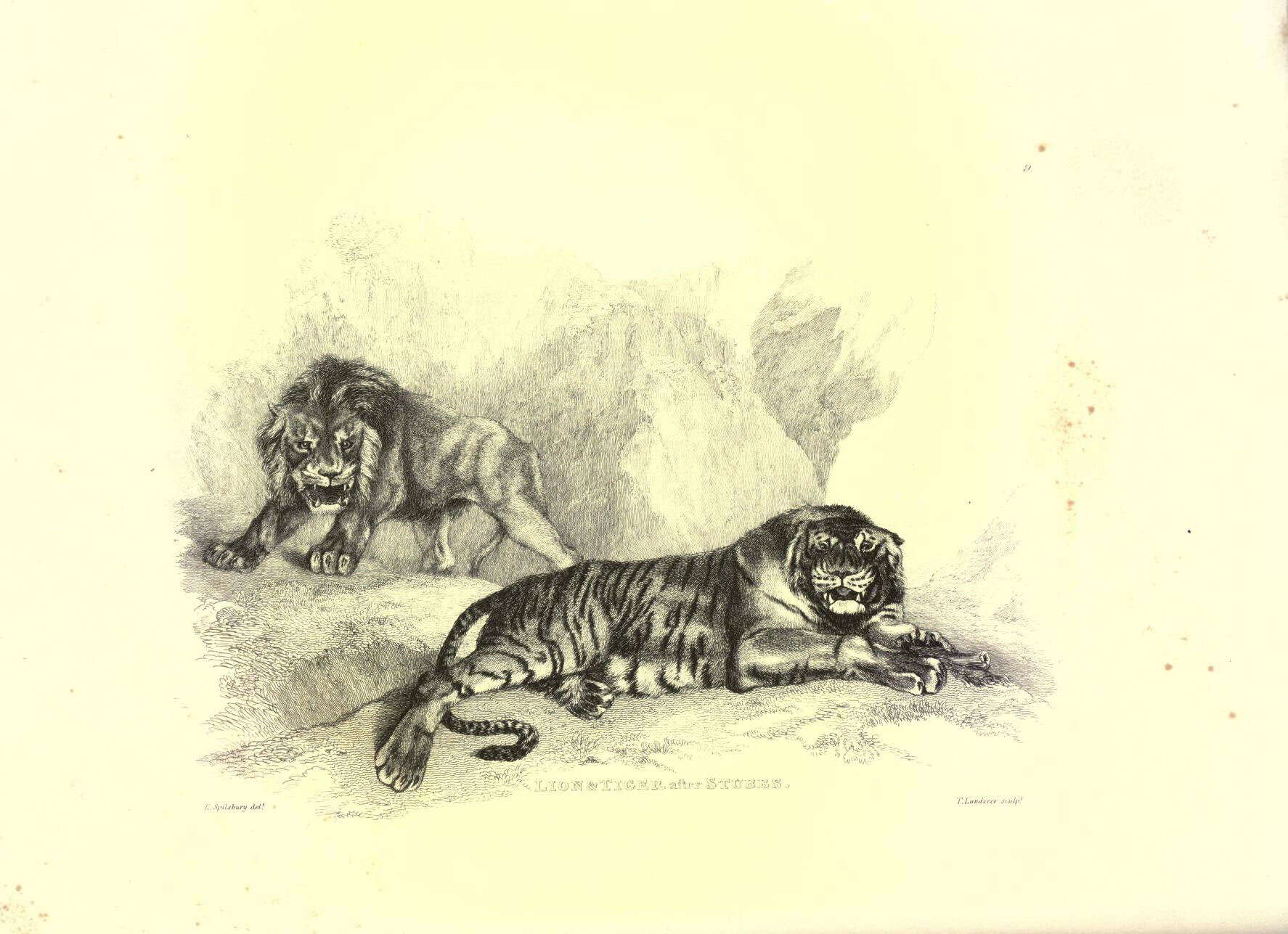 Image de Pantherinae