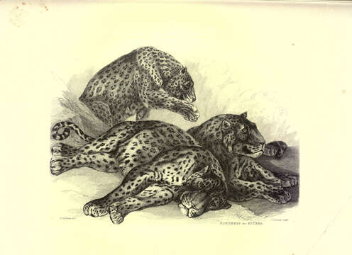 Imagem de Leopardo