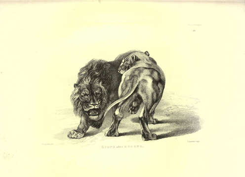 Image of Pantherinae