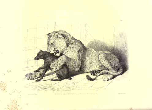 Image of Panthera leo senegalensis (J. N. von Meyer 1826)