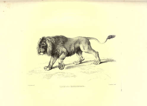 Image of Pantherinae