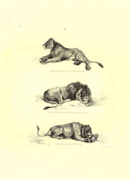 Image of Pantherinae