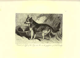 Image of dog