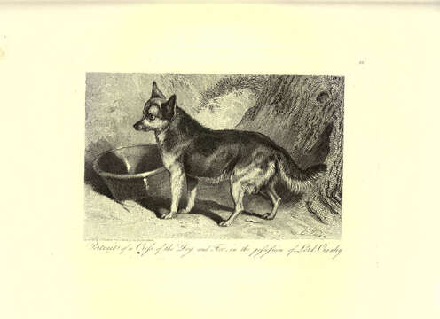 Plancia ëd Canis lupus familiaris Linnaeus 1758