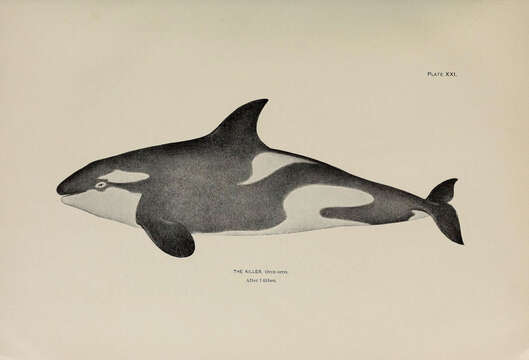 Image of killer whale