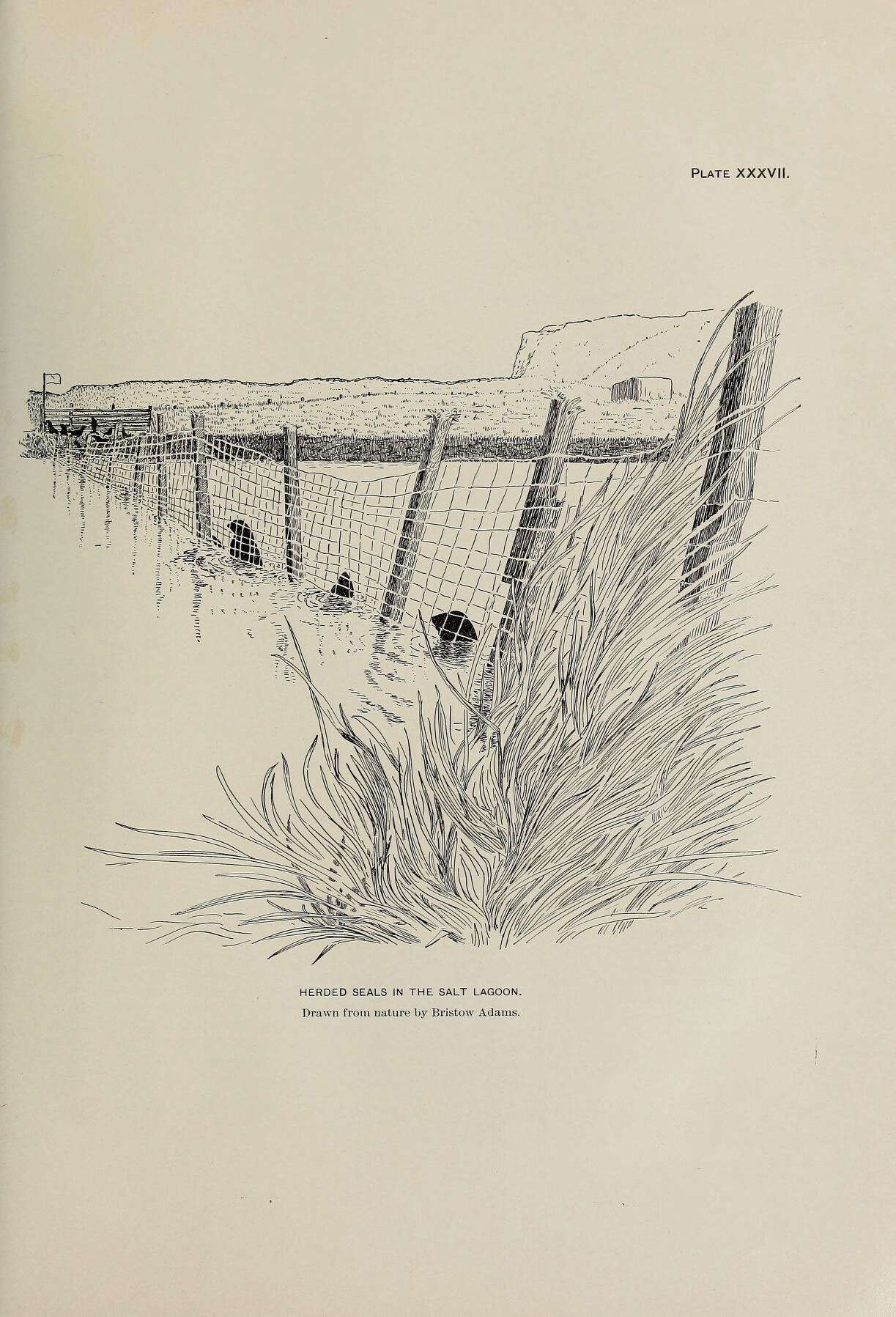 Image de Callorhinus J. E. Gray 1859