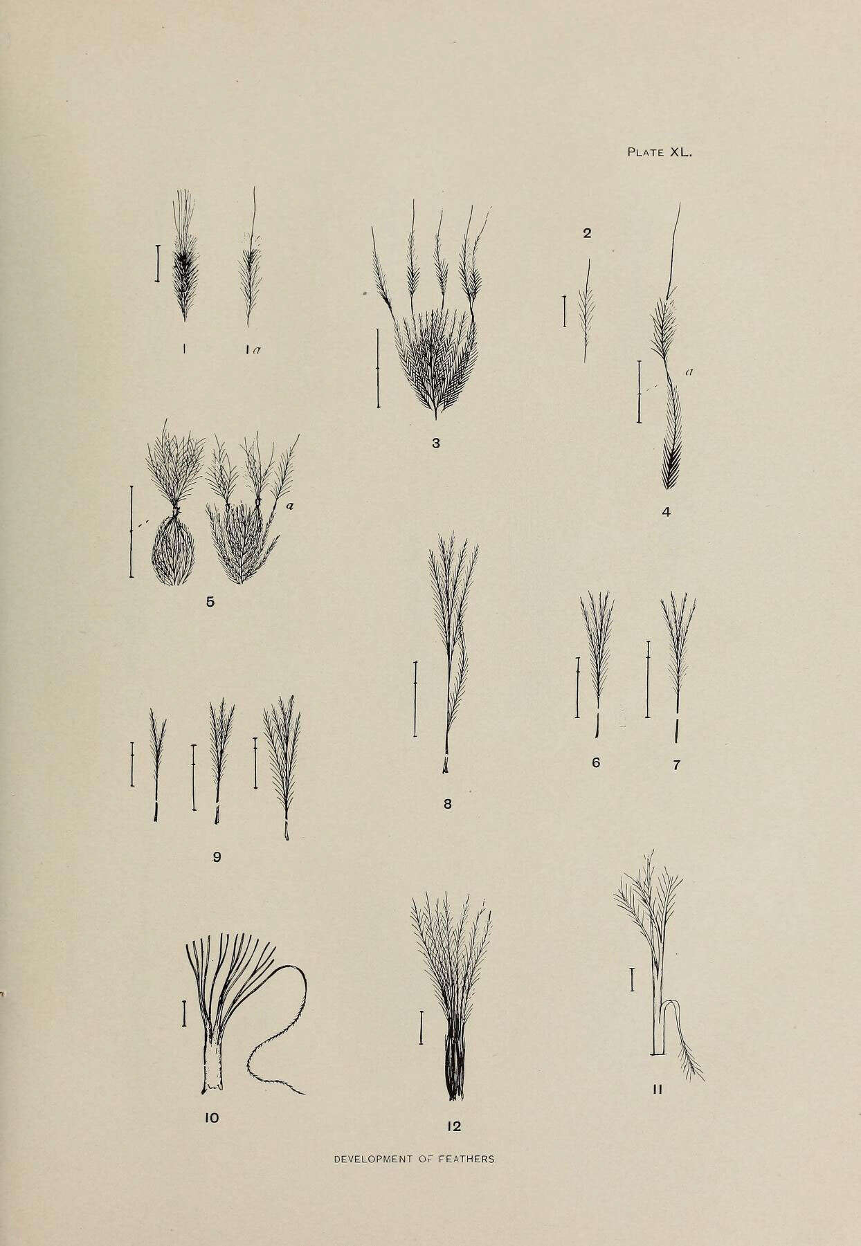 Image of Calcarius Bechstein 1802