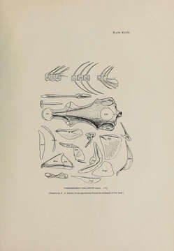 Image of Leuroglossus callorhini (Lucas 1899)