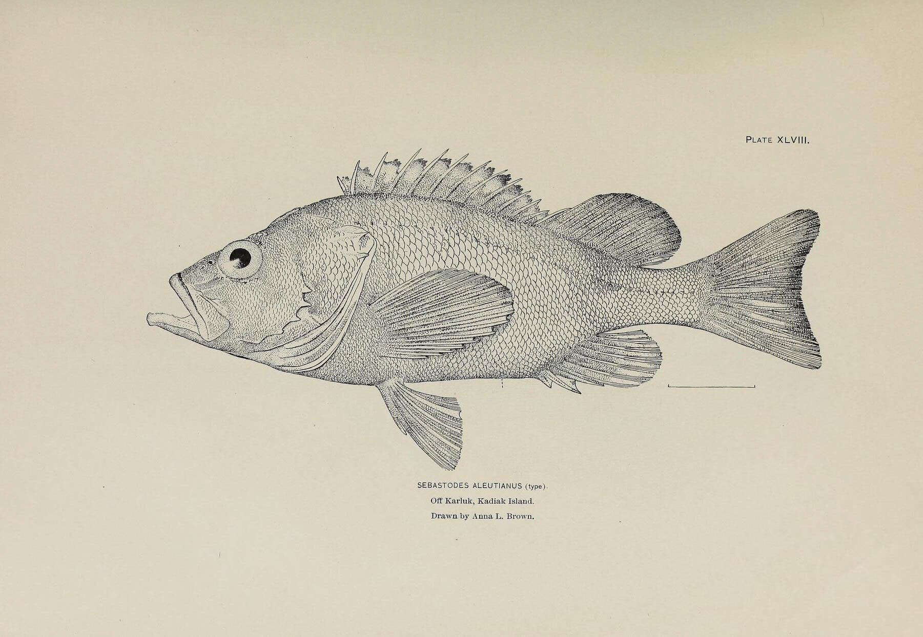 Image of Rougheye rockfish