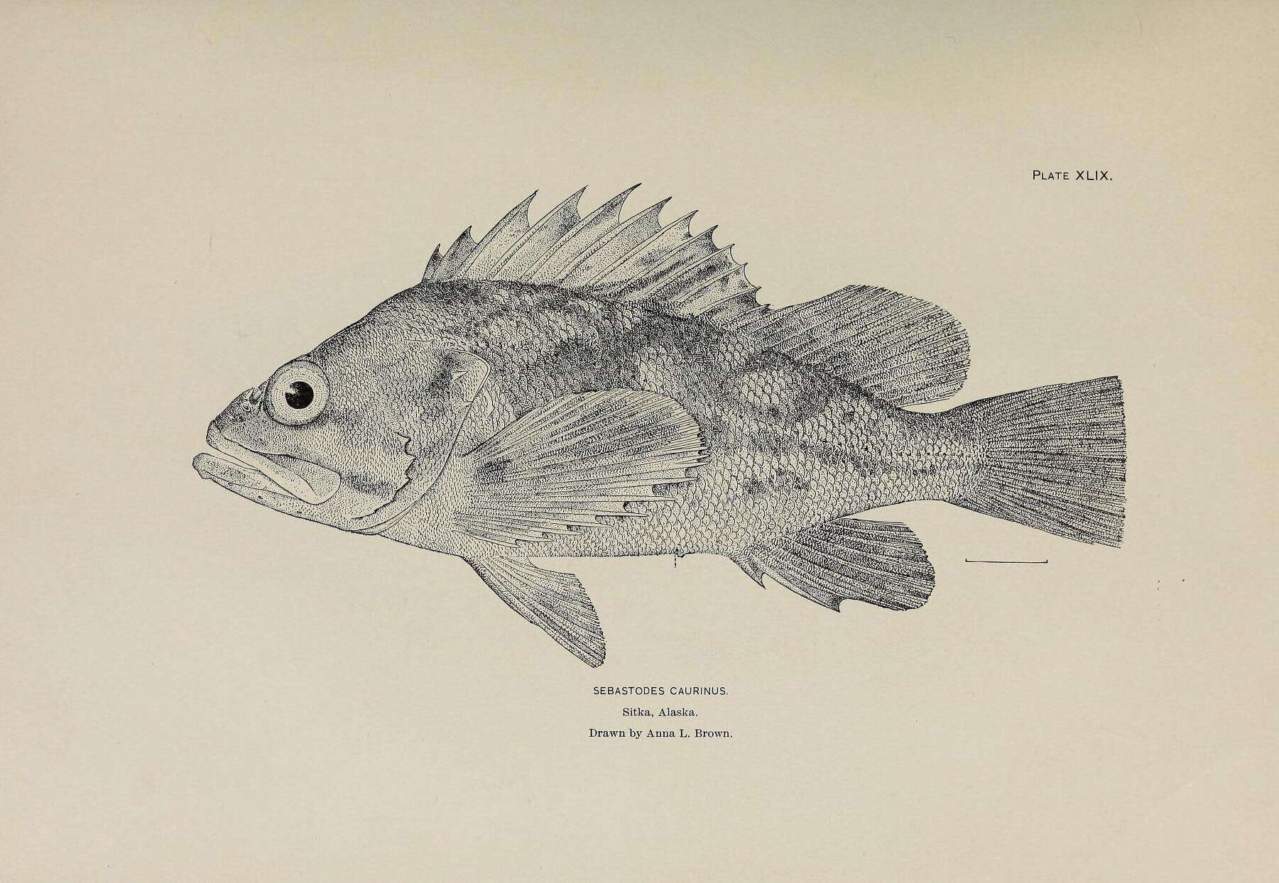 Слика од Sebastes caurinus Richardson 1844