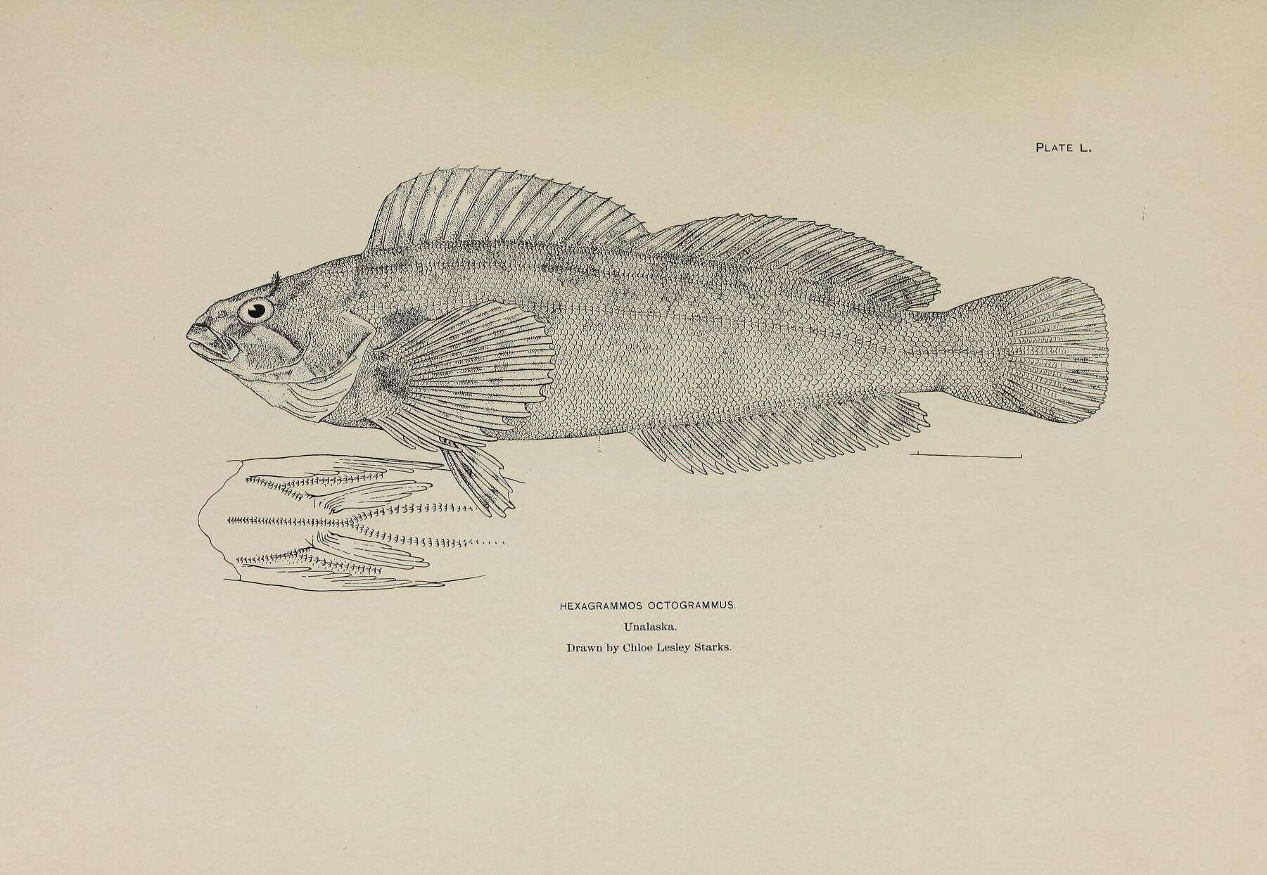 Sivun Hexagrammos octogrammus (Pallas 1814) kuva