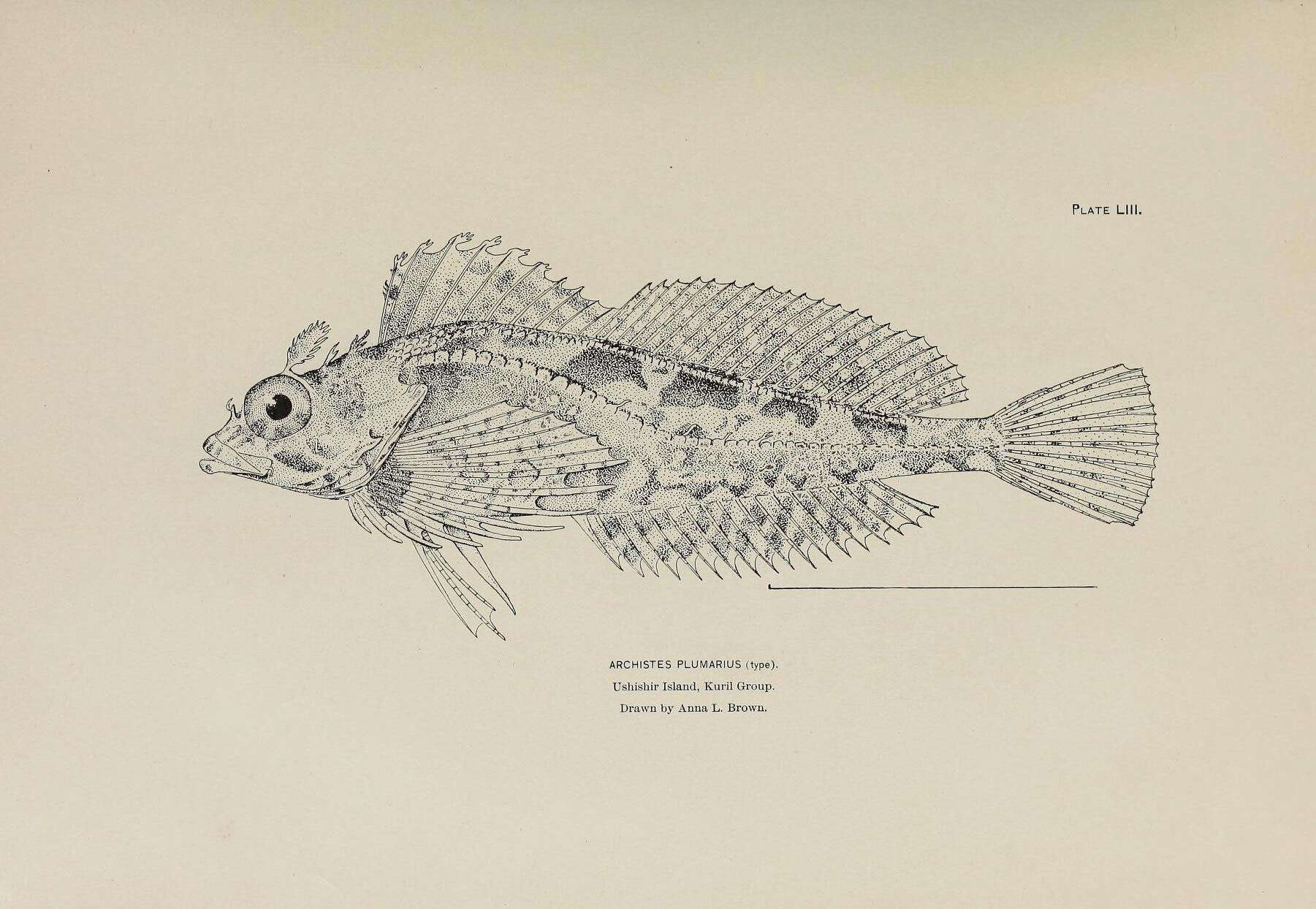 Image of Plumed sculpin