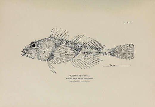 Image of Furseal sculpin