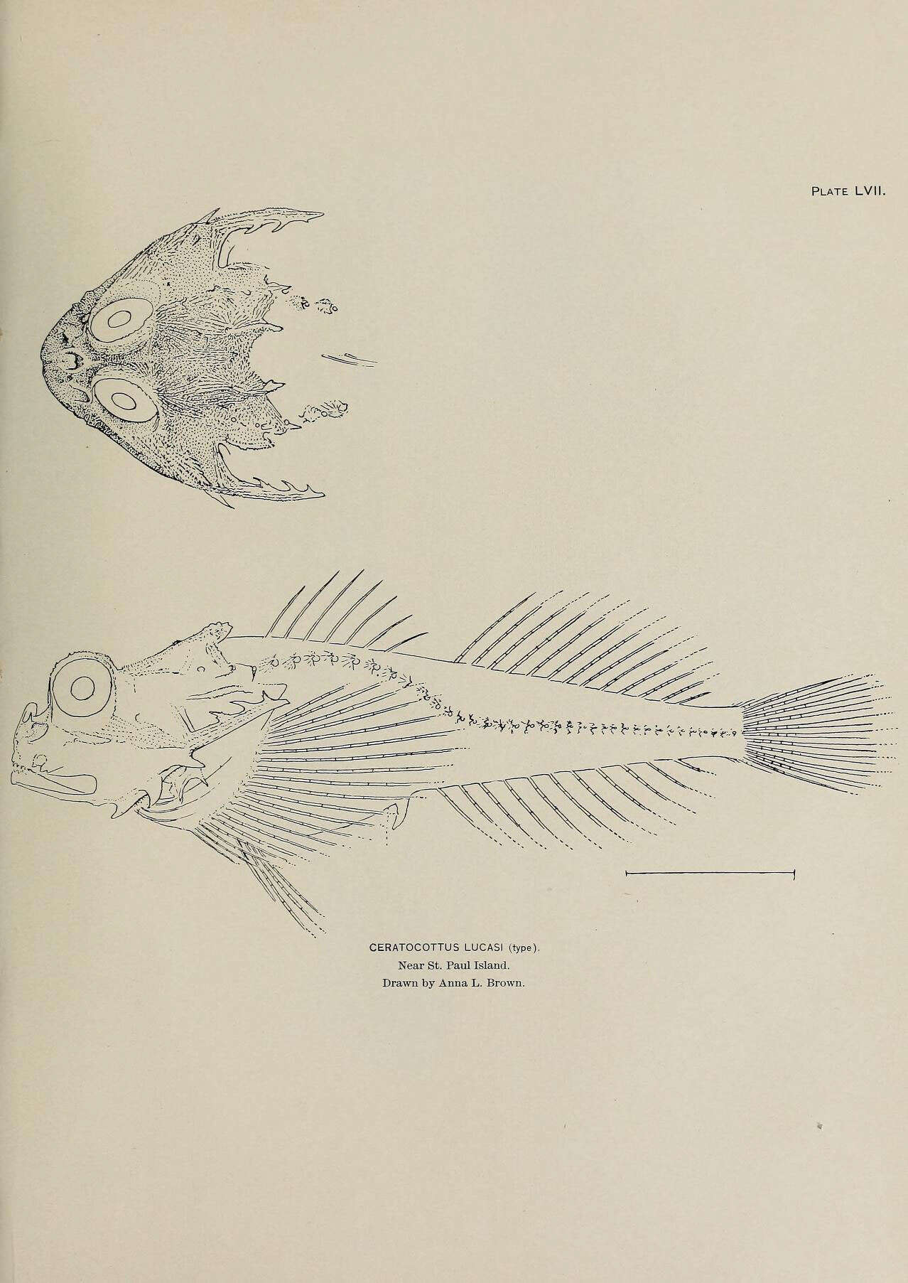 Image of Leister sculpin