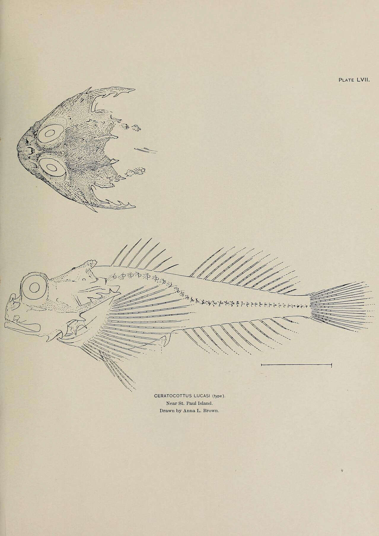 Sivun Enophrys lucasi (Jordan & Gilbert 1898) kuva