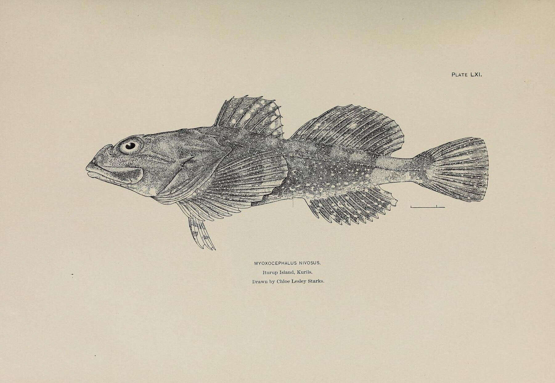 Imagem de Myoxocephalus brandtii (Steindachner 1867)