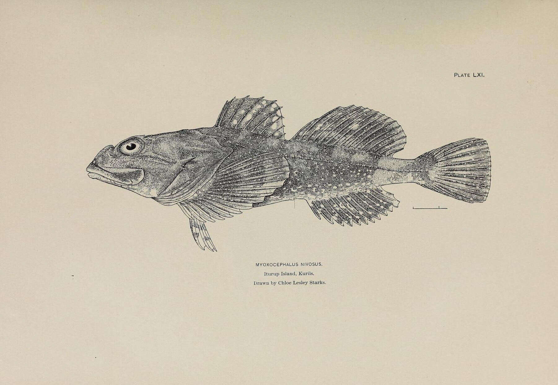 Sivun Myoxocephalus brandtii (Steindachner 1867) kuva