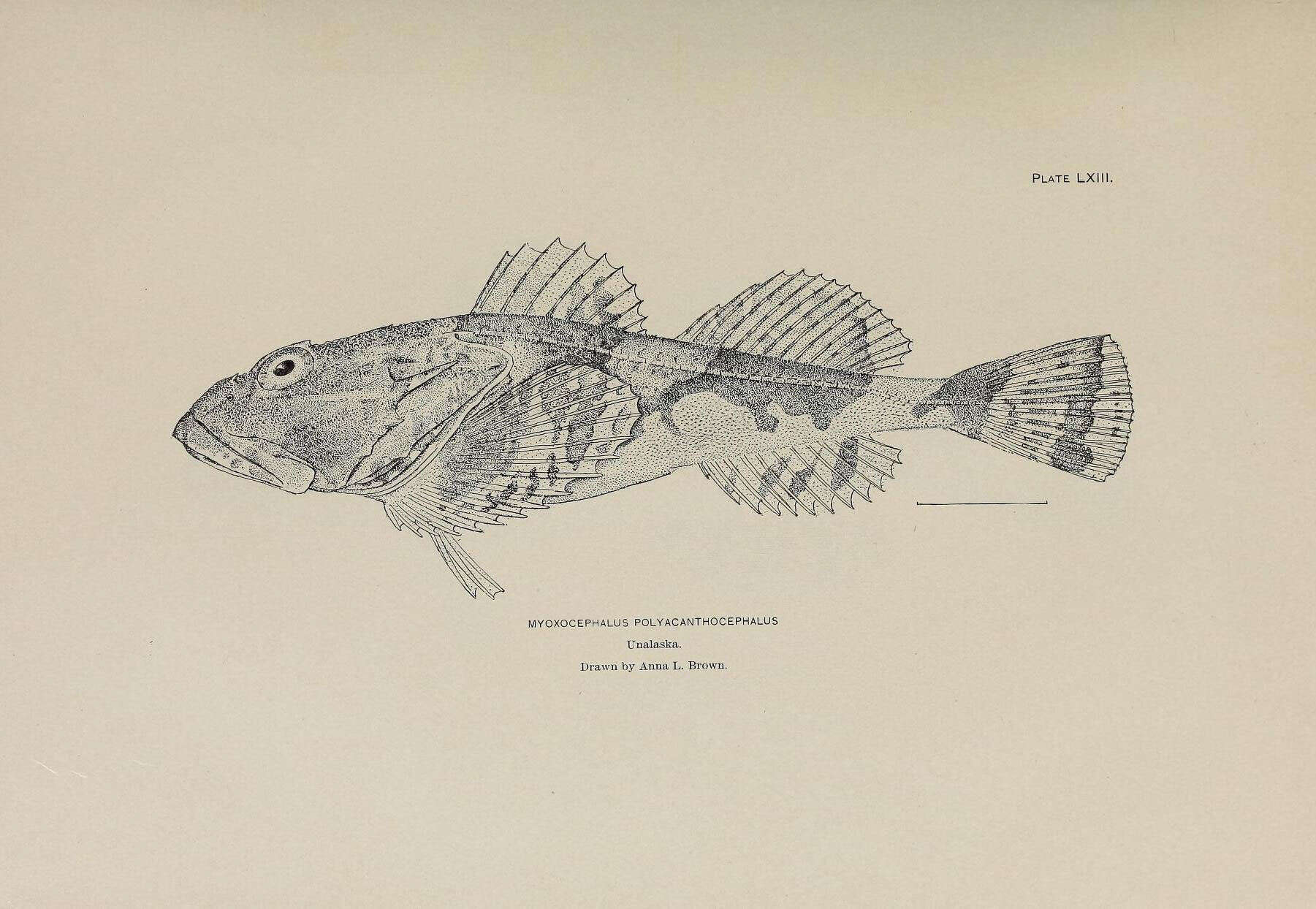 صورة Myoxocephalus polyacanthocephalus (Pallas 1814)
