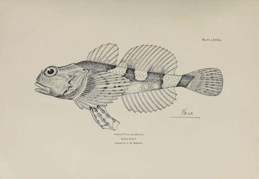 Sivun Microcottus kuva