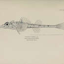 Imagem de Freemanichthys thompsoni (Jordan & Gilbert 1898)