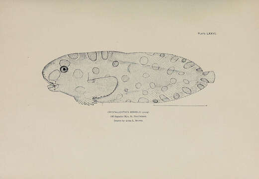 Image of Crystallichthys mirabilis Jordan & Gilbert 1898