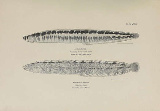 Sivun Pholis picta (Kner 1868) kuva