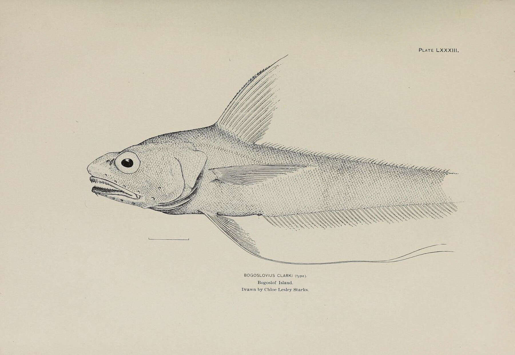 Image of Longfin grenadier
