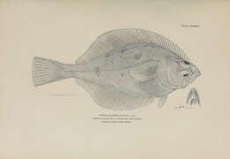 Image of Bering flounder