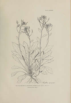 Image of Draba grandis Langsd. ex Fisch.