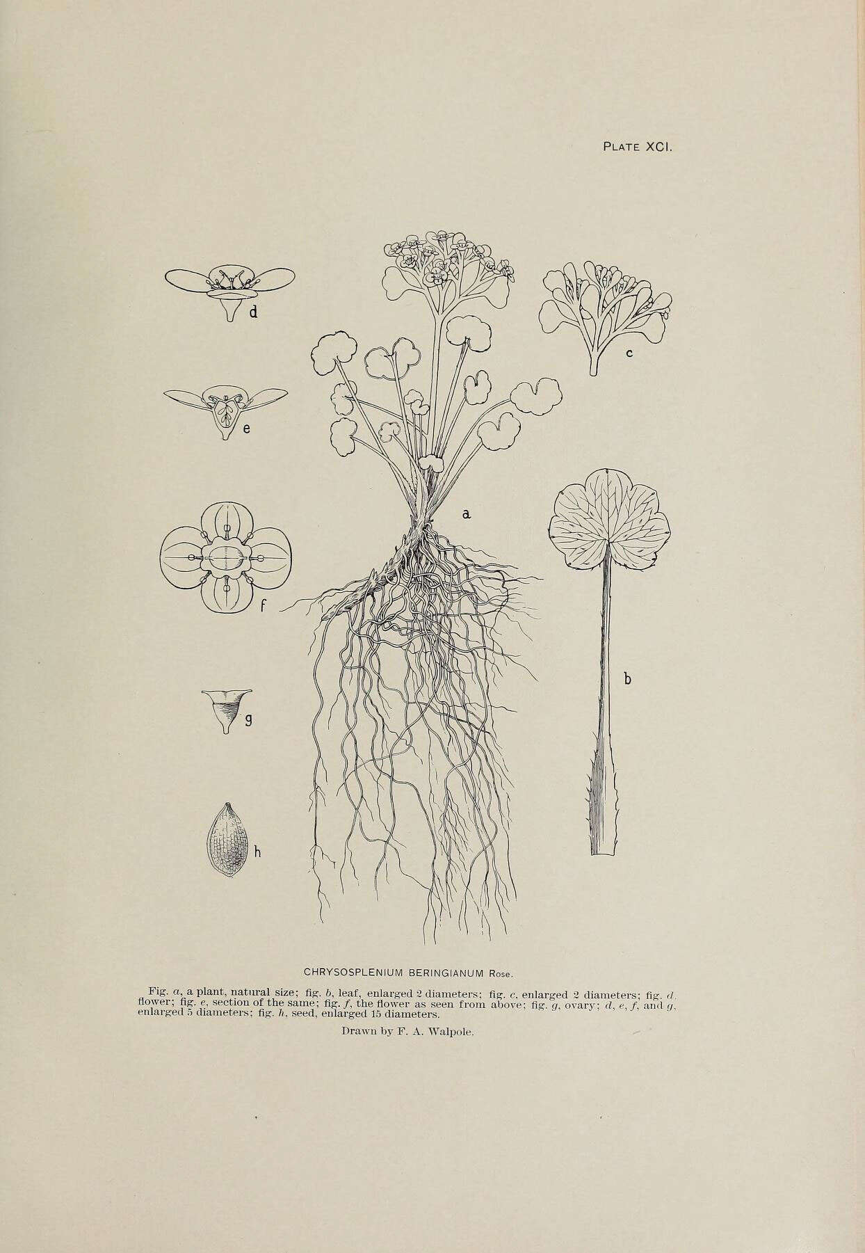 Image of Wright's golden saxifrage