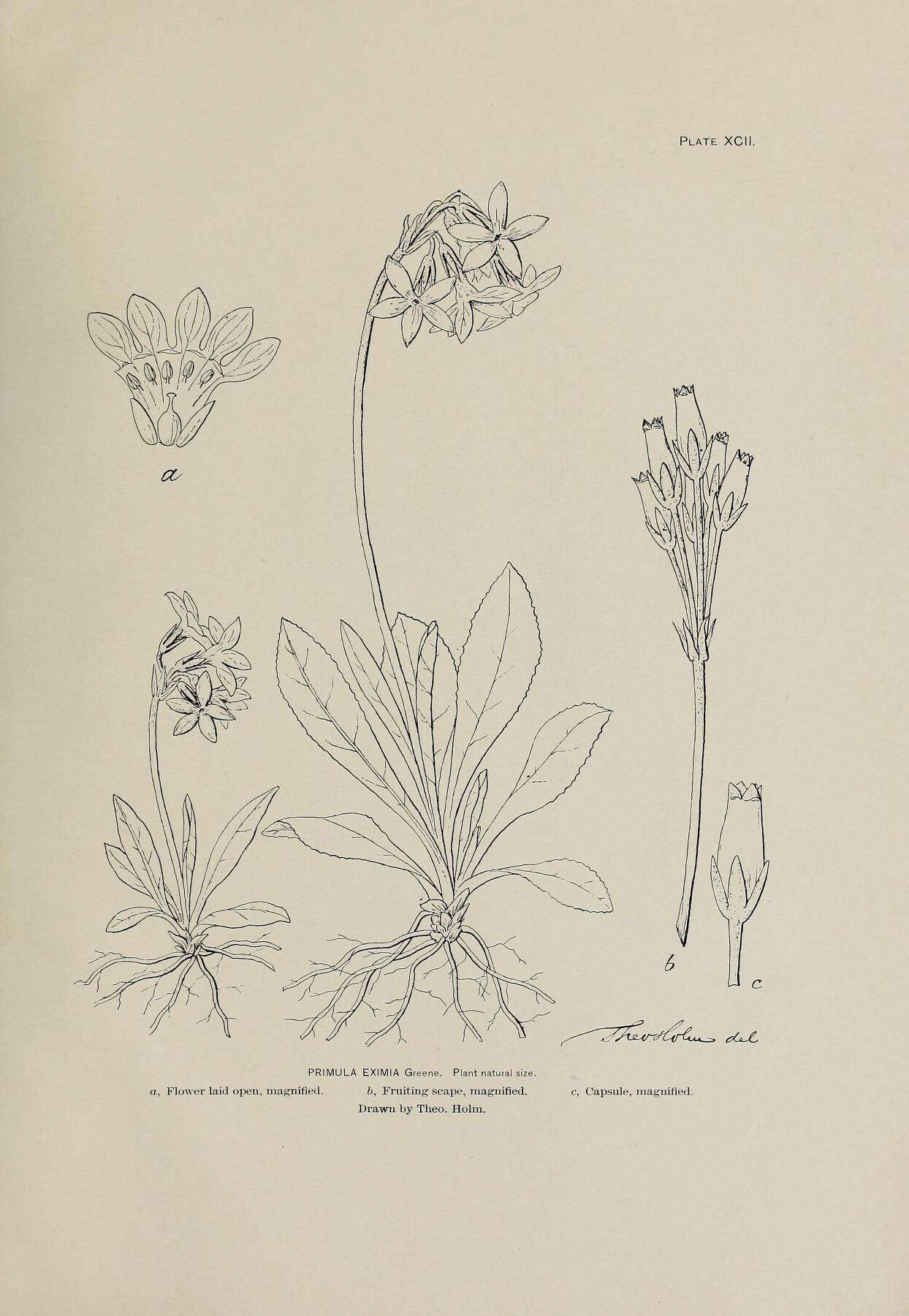 Primula tschuktschorum Kjellm. resmi