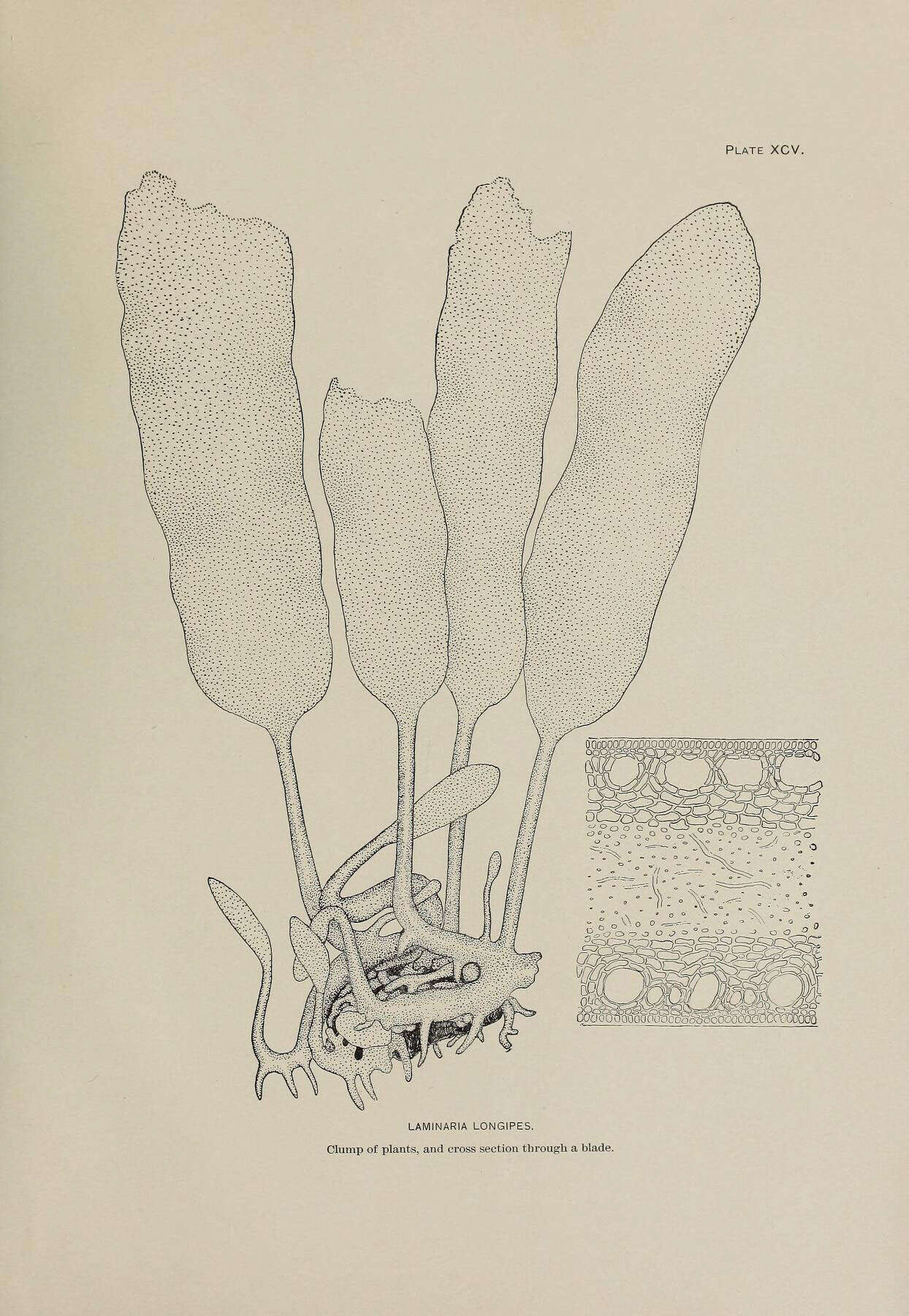 Image de Laminaria longipes Bory de Saint-Vincent 1826