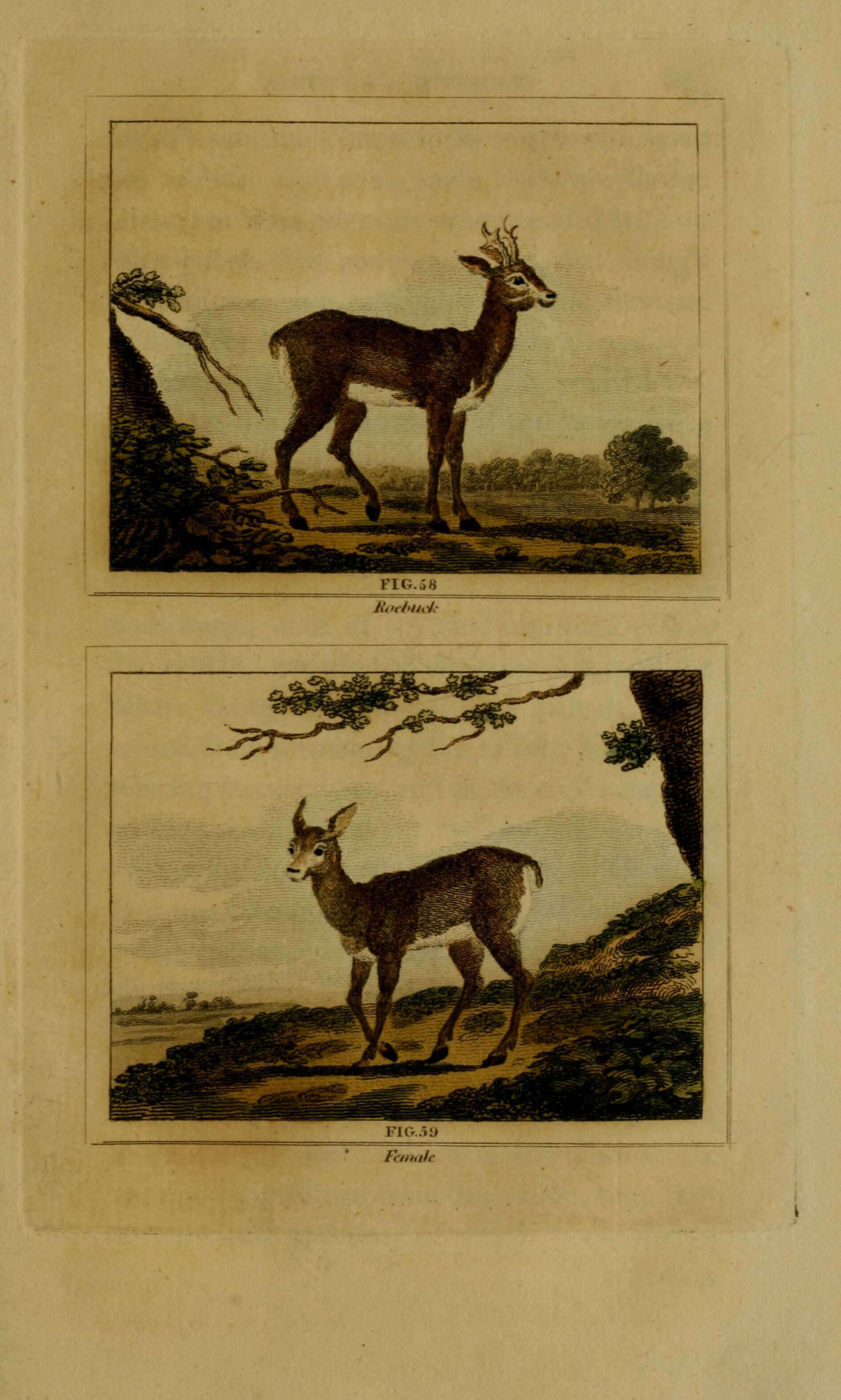 Image de Capreolus Gray 1821