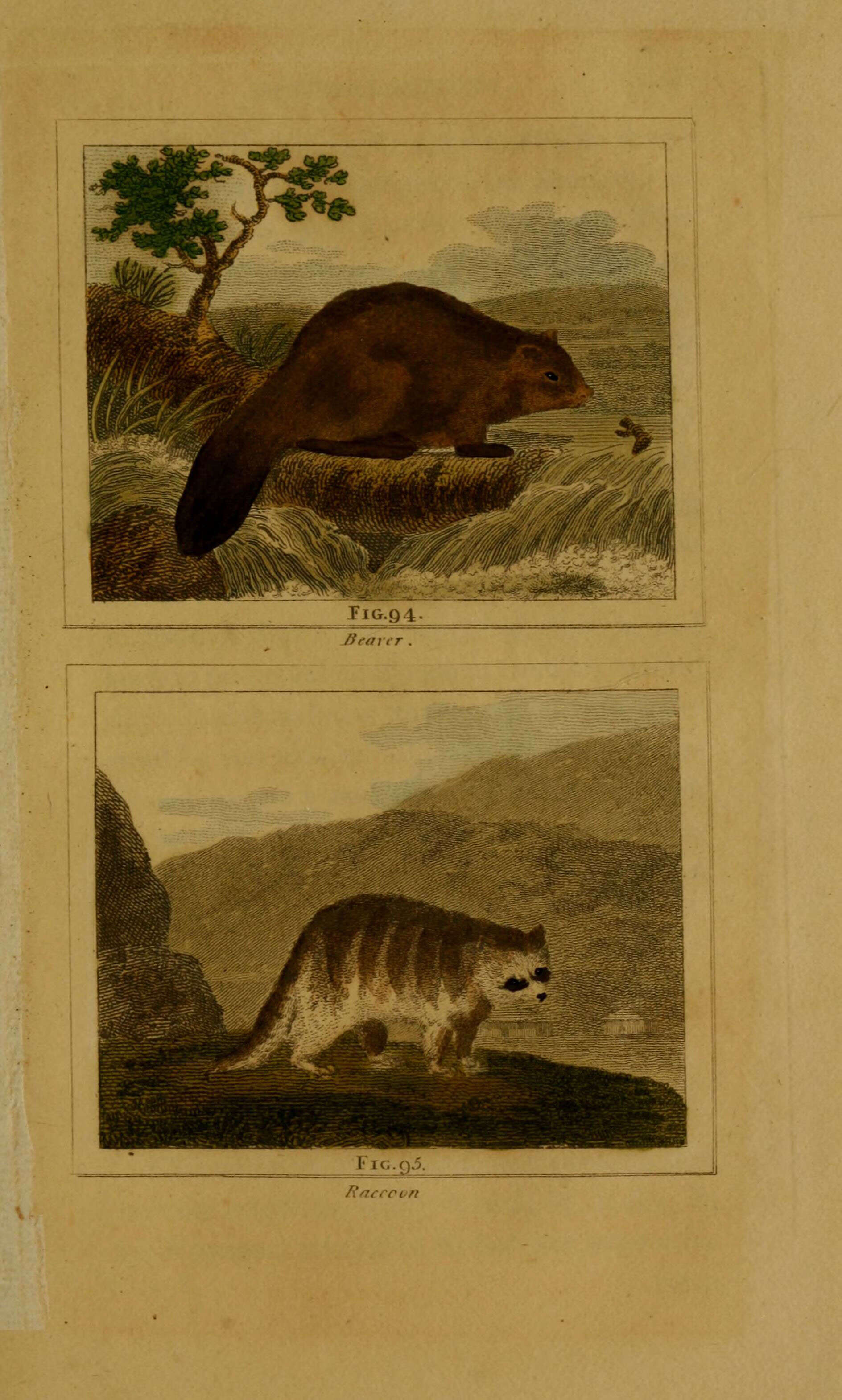 Image of beavers