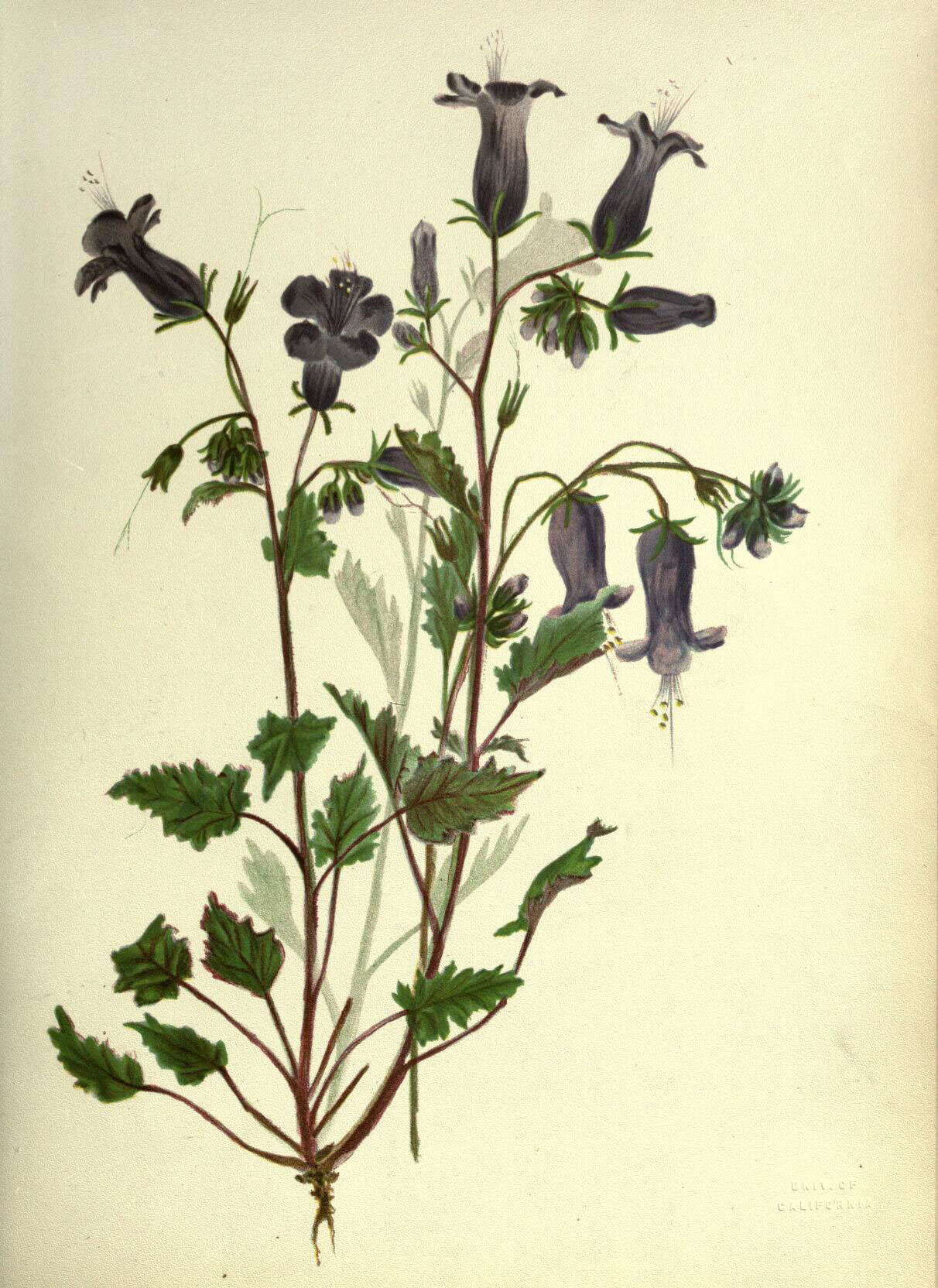 Image of wild canterbury bells