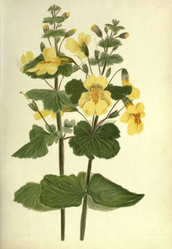 Plancia ëd Erythranthe lutea (L.) G. L. Nesom