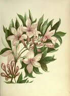 Rhododendron occidentale (Torr. & Gray) A. Gray resmi