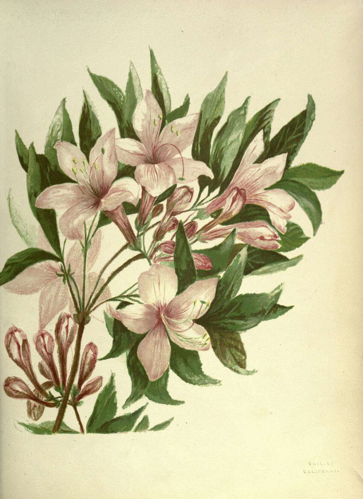 صورة Rhododendron occidentale (Torr. & Gray) A. Gray