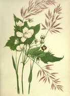 Image of thimbleberry