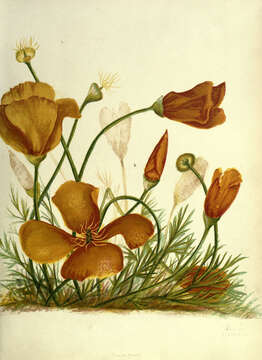 Image of California poppy