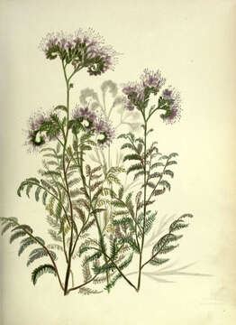 Image of lacy phacelia