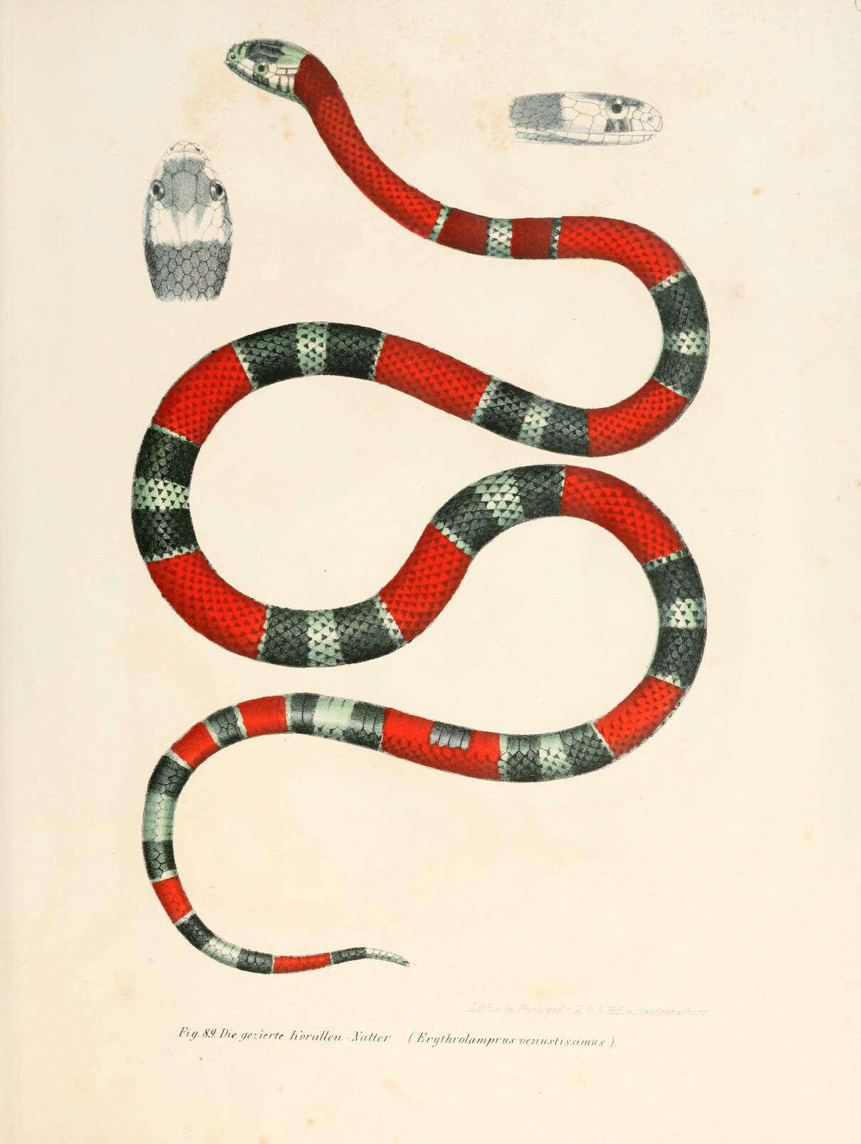 Image de Erythrolamprus aesculapii (Linnaeus 1758)