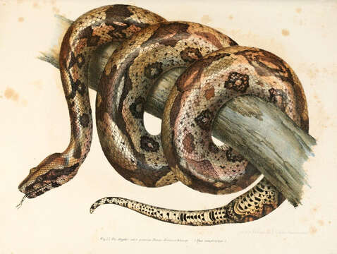 Boa constrictor Linnaeus 1758 resmi