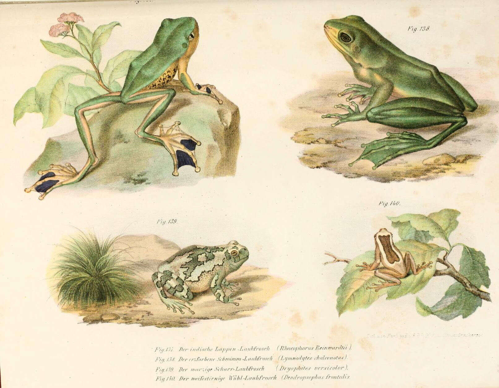 Image de Rhacophorus reinwardtii (Schlegel 1840)