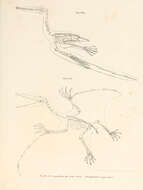 Sivun Pterodactylus longirostris kuva