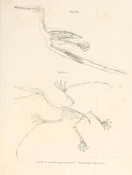 Sivun Pterodactylus longirostris kuva