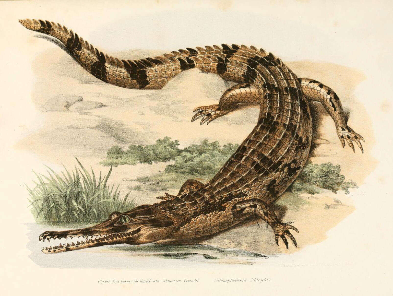 Image of gharials