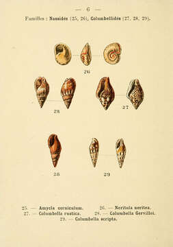 Image of Tritia corniculum (Olivi 1792)