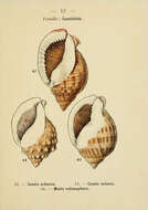 Image de Semicassis saburon (Bruguière 1792)